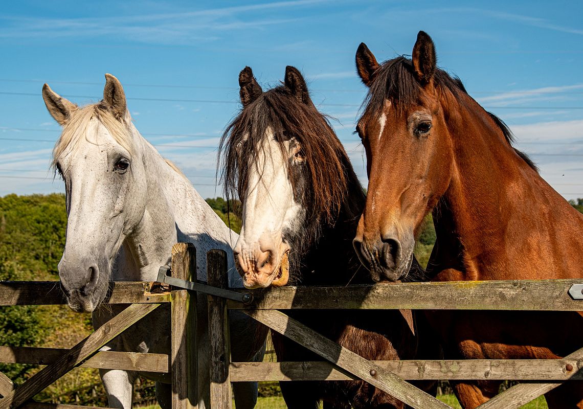 Reitmöglichkeiten in der Pferdezucht 