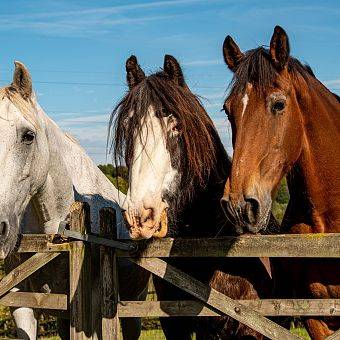 Reitmöglichkeiten in der Pferdezucht "Senny"